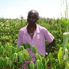 Hundreds of farmers trained on new cassava