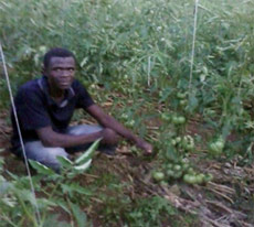 latest news in kenya
on Tomato success for young people in Kenya - Latest news - Farm Africa