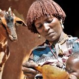 Livestock for livelihoods