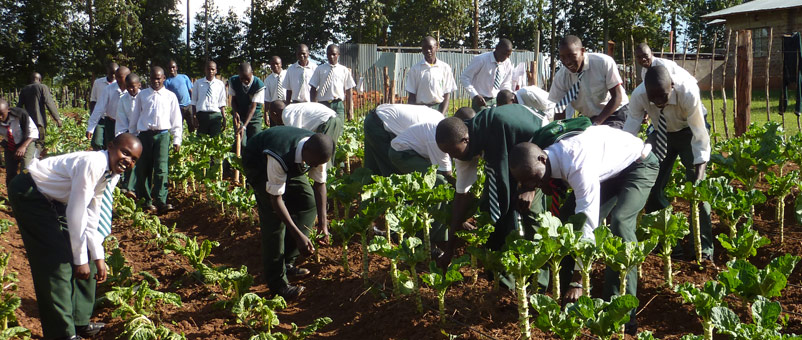 Boys from Bwake school on the school allotment learning how to grow kale in preparation for their future life as farmers.