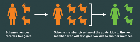 Each woman who receives three goats from Farm Africa gives three does (female goats) to another vulnerable woman once her herd has grown.