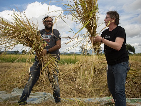 Chefs Andoni Luis Aduriz (right) and Gaggan Anand (left) learning from Tanzanian farmers how to thresh freshly cut paddy stalks to release the paddy grains onto a tarpaulin. The grains were gathered up and put into enormous sacks, which were taken to a warehouse to be safely stored. The warehouse was built with support from Farm Africa. When it was time to sell it, the sacks of paddy were taken to a mill, where the husks were removed with a large milling machine, turning the paddy into rice. 