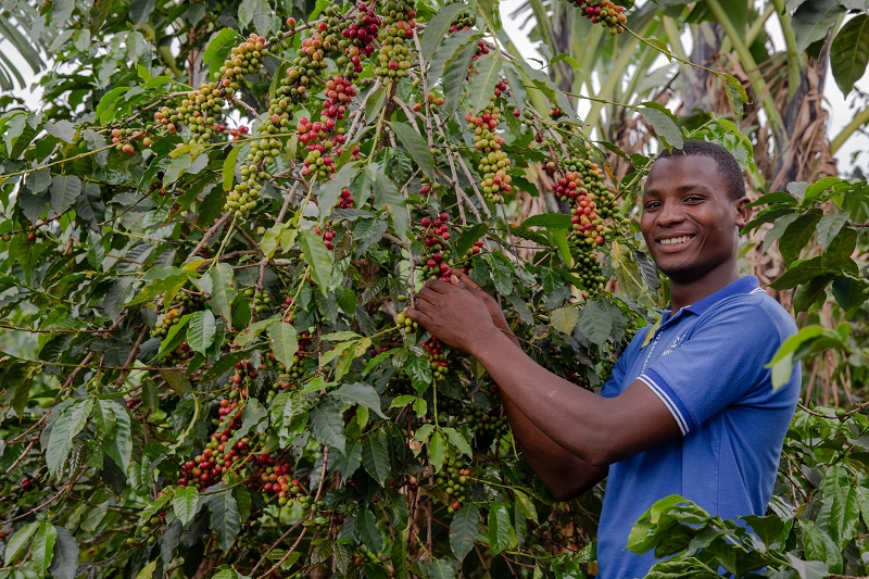 We are training 4,800 coffee farmers in western Uganda in how to sustainably increase yields