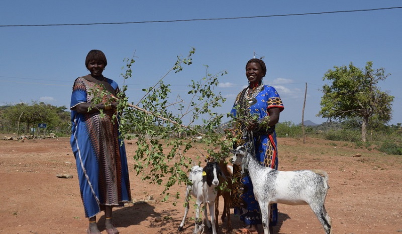 7,200 women will receive goats through our new Livestock for Livelihoods project