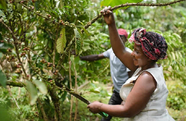“Before I got involved in Farm Africa’s project, I produced poor quality coffee. Now, I have joined Farm Africa and I am the chairperson of Kayonza coffee growers’ cooperative. This move has made a difference in the way I farm coffee as Farm Africa has trained us to harvest only the ripe cherries on top of practicing good farming methods.” – Grace Arineitwe participant in Farm Africa’s coffee project in Kanungu, western Uganda. Photo: Farm Africa / Jjumba Martin.