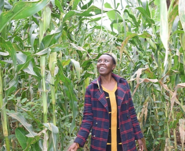 Mercy Karimi at her maize farm in Embu County, Kenya, where she applied regenerative agriculture techniques as part of Farm Africa’s project. Regenerative Agriculture offers a sustainable approach to restoring soil health and boosting food security in the face of climate change. Photo: Caroline Karuitha.