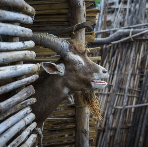 A Toggenburg buck (male goat) from Farm Africa's Livestock for Livelihoods project, funded by UK aid from the UK government. Photo: Chris de Bode/PanosPictures for Farm Africa.