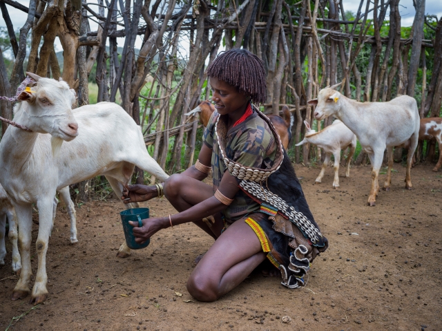 ‘When local goats breed with Boer bucks they give birth to better hybrids, which produce more milk and better meat.’