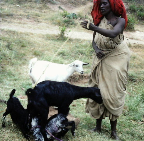 Member of a dairy goat group, Ethiopia.
