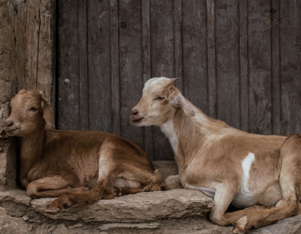 Goats in Ethiopia. Photo: Farm Africa/Nichole Sobecki.