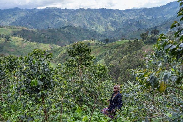 A farmer overlooking a scenic mountain view of Virunga National Park, DRC, where, against the odds, farmers are producing some of the world’s finest arabica coffee. Our work has helped to export 404 tonnes of coffee per year, valued at £1.09m. Photo: Carl de Keyzer / Magnum Photos for the Virunga Foundation.