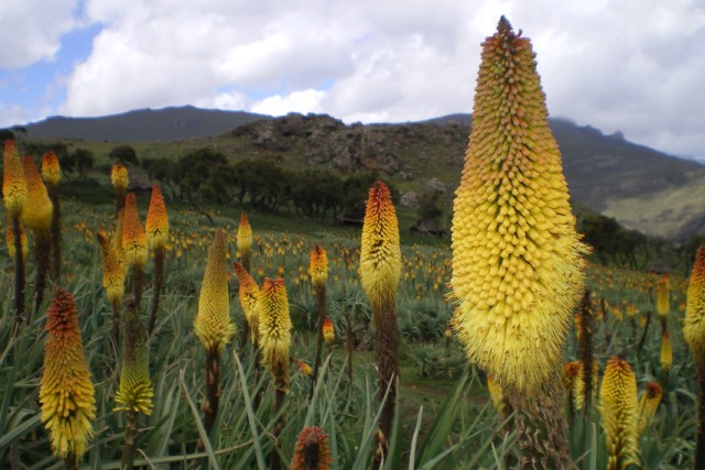 Red hot poker plants in the Bale Eco-region of Ethiopia, where our Forests for Sustainable Development programme is working with partners to reduce deforestation, cut carbon emissions and increasing the incomes of forest-dependent communities.