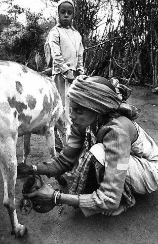 Female farmer milking her dairy goat, Ethiopia, 1993.
