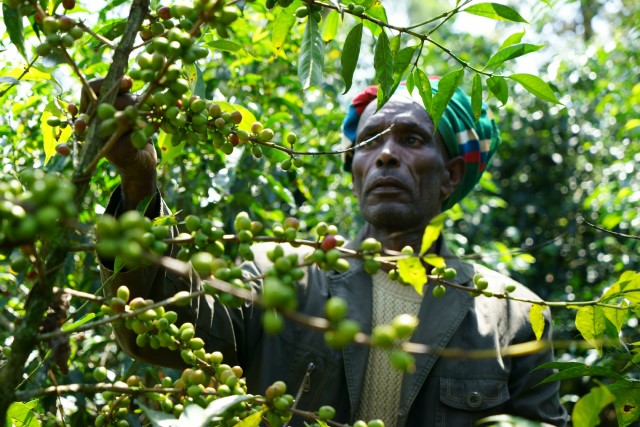 In the Oromia region of Ethiopia, Farm Africa helps wild coffee producers such as Mengiste to sustainably boost their income by improving their coffee quality, productivity, business practices and market integration. Using forest products acts as an incentive for farmers to protect the forest for future generations.