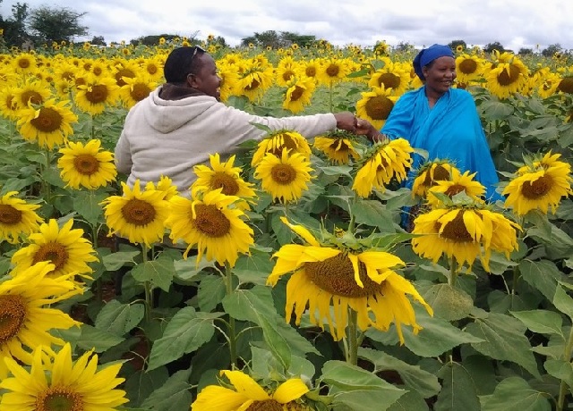 Farm Africa project coordinator Tumaini Elibariki (left) shakes the hand of Mwasuti S. Hongoa (right) to congratulate her for growing so many sunflowers with just one kilogramme of hybrid seed. Mwasuti from Munyu village, Ikungi District, Singida Region, Tanzania is a participant in Farm Africa's project, Empowering women through sunflowers, funded by UN Women. The project is working to close the gender gap in the sector by helping female farmers to boost their productivity and meet the growing demand for sunflower oil.
