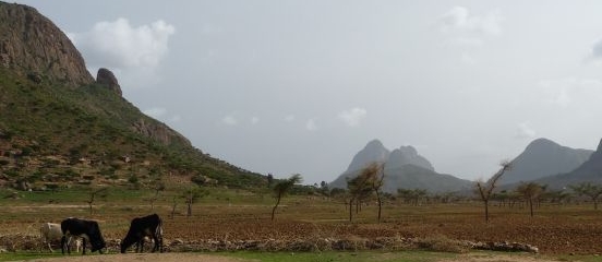 A Farm Africa day in Tigray