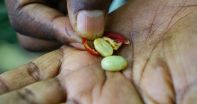 From tree to cup: the journey of the coffee bean