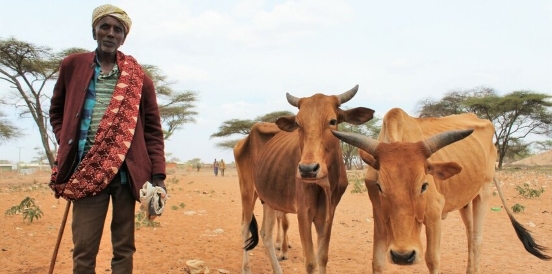 A pastoralist with his cattle in Ethiopia