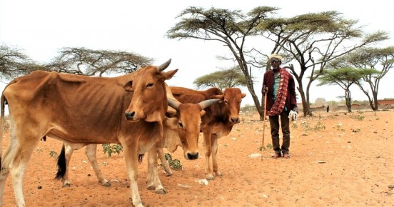 A pastoralist with cattle in Ethiopia. 