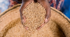 Transforming lives with high-quality seeds 