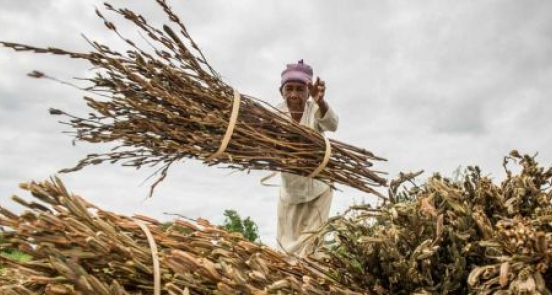 Open sesame: how cash crops build climate change resilience 