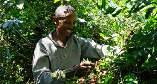 How Ethiopia's Arabica coffee is helping fight climate change