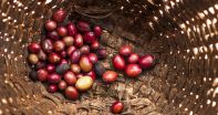 Coffee project overview