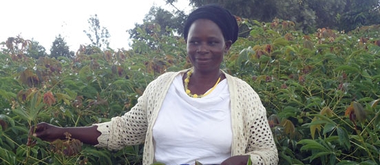 Cassava recipe for healthy harvests in Kenya