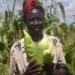 Ugandan farmers start to negotiate cross-border trade deals