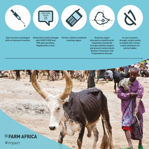 Farm Africa pilots the use of microinsurance to help pastoralists - Latest  news from Farm Africa