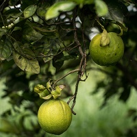 Fruit growing in Tigray