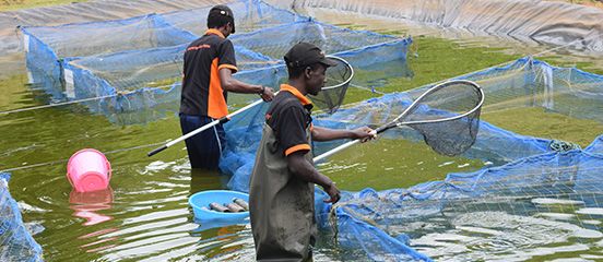 aquaculture is on an increasing demand in Africa