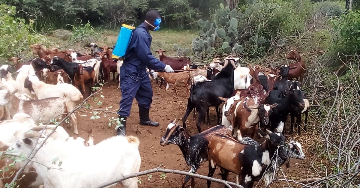 Supporting Ugandan women to keep goats healthy through COVID19