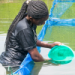 Pilot project boosted Kenyan fish farmers' production and adoption of high-quality inputs