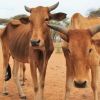 Ukraine war and drought cause food shortages in East Africa