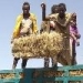 Farm Africa and SOS Sahel Ethiopia deliver forage support to drought-affected livestock in Oromia Region, Ethiopia