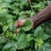 Forward-thinking Farming: Regenerative agriculture in eastern Africa