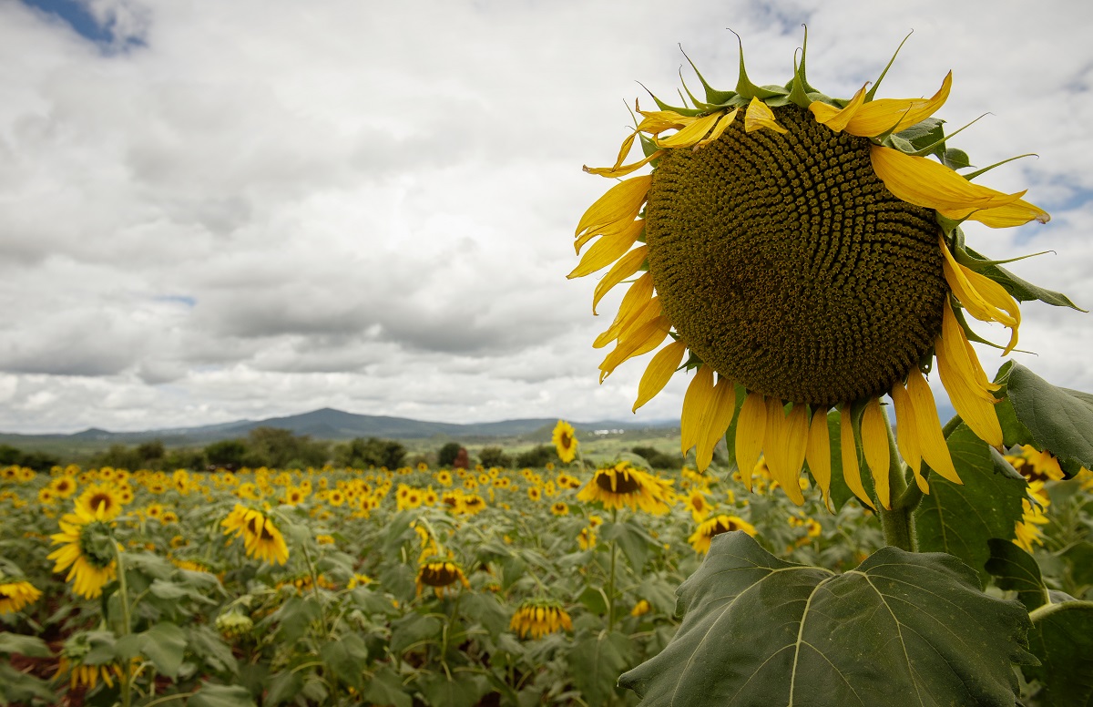 Increasing access to sunflower seed in Tanzania Latest news from Farm