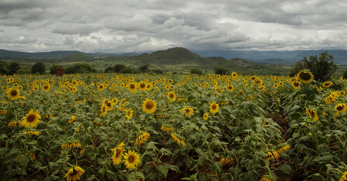 Empowering female sunflower farmers Latest news from Farm Africa
