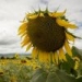 Increasing access to sunflower seed in Tanzania	
