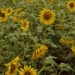 Empowering female sunflower farmers