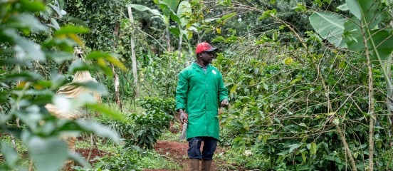 Sammy Njagi, 55, a beneficiary of Farm Africa projects on carbon sequestration, walks on his farm in Embu.
