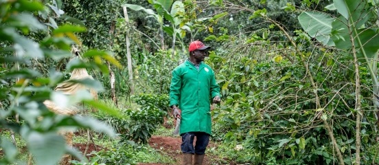 Sammy Njagi, 55, a beneficiary of Farm Africa projects on carbon sequestration, walks on his farm in Embu. 