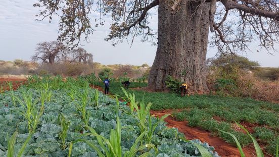 irrigated farm in Dodoma Tanzania