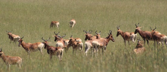 The endangered Swayne’s hartebeest is thriving under community-led rangeland management agreements in the Senkelle Swayne’s Hartebeests Sanctuary in the Central Rift Valley