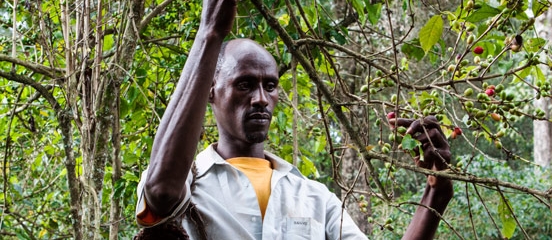 Turning back the tide of deforestation in Ethiopia