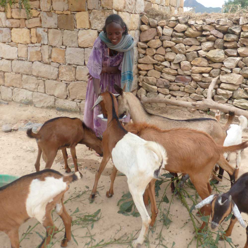 Image result for livestock keeping women