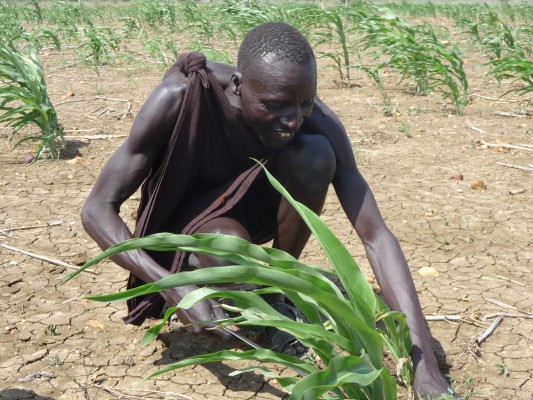 Farmer tending to maize at Moruangilimo demonstration plot
