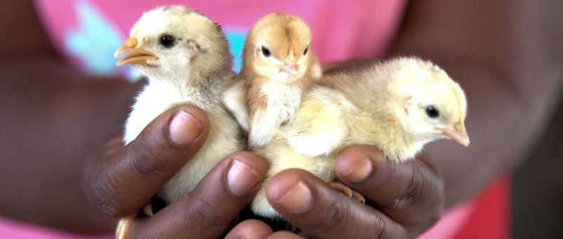 Chickens give farmers new hope when the rains fail