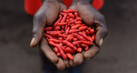 Small seeds go a long way in northern Uganda